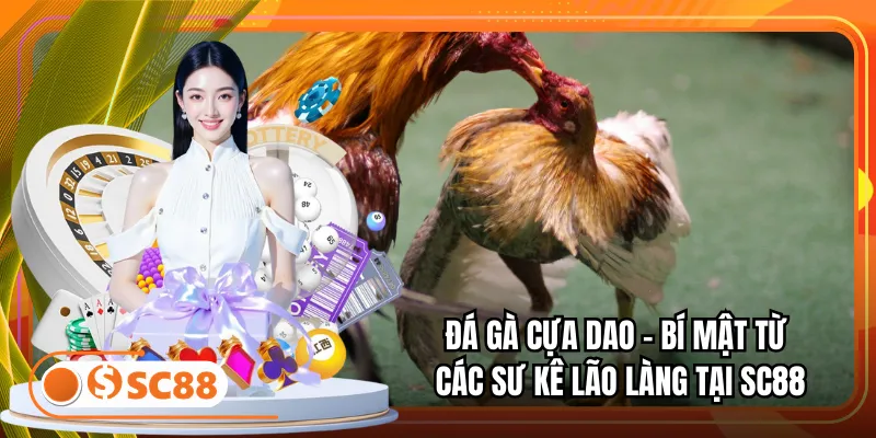 Đá Gà Cựa Dao - Bí Mật Từ Các Sư Kê Lão Làng Tại SC88
