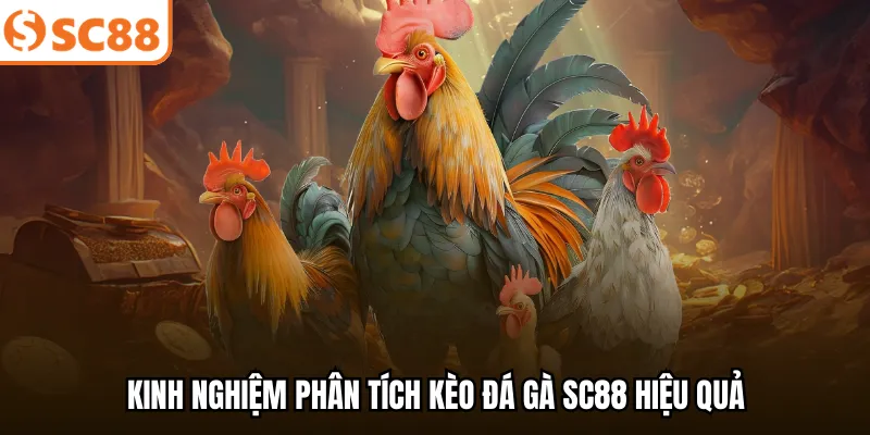 Kinh nghiệm phân tích kèo đá gà SC88 hiệu quả