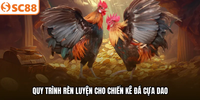 Quy trình rèn luyện cho chiến kê đá cựa dao